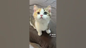 Https Vt Tiktok Com ZSAbCyUPK Cat Cuties Kitten 