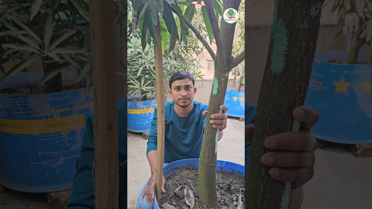 Result Of Mango Plant Gamosis Disease/ Best Medicine For Gamosis Disease/ Gamosis / Use Of Blitox/Yt