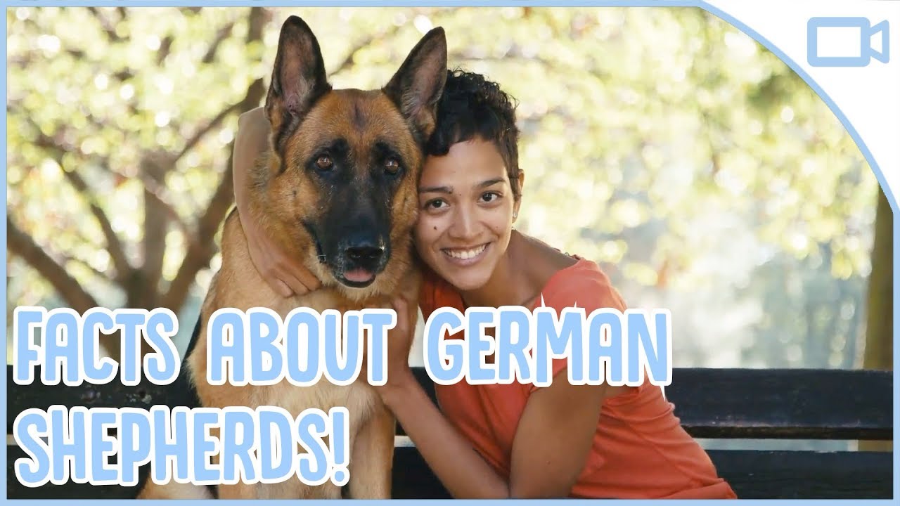 puppy paradise Facts About German Shepherds!
