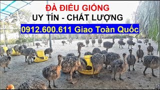 Đà Điểu Giống Uy Tín Chất Lượng Chuyển Giao Toàn Quốc, PHUONG NAM TV Trang Trại Đà Điểu Phương Nam