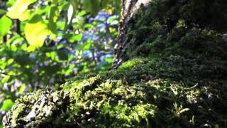 Download Lagu iPhone 4 video test - Close-up Nature Download Lagu iPhone 4 video test - Close-up Nature