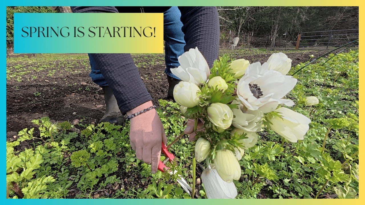 Harvesting Our First Anemone 🌸 + Planting Sweet Rocket & Larkspur