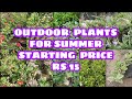 Summer  outdoor plants starting price  rs 15ramraj nursery ramiyas gardening and travel vlogs