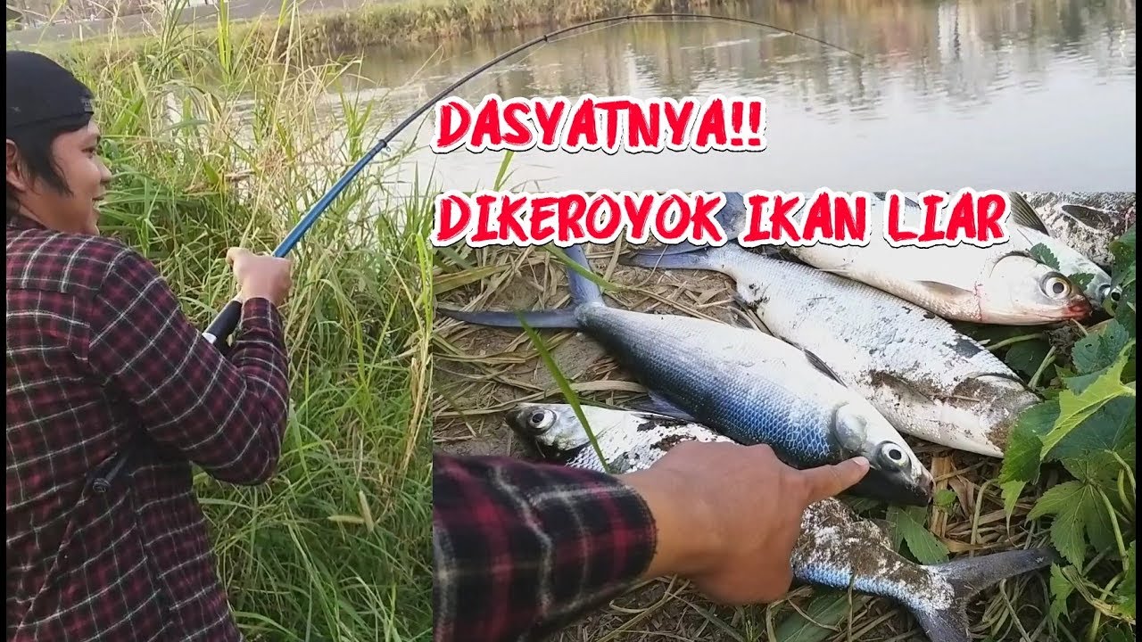 Dasyatnya !! mancing bandeng liar