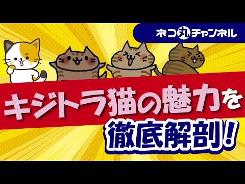 キジトラ猫の歴史や特徴、性格の傾向など知りたい事を徹底解剖!