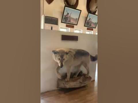 preserve animal 