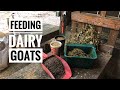 What We Feed Our Dairy Goats