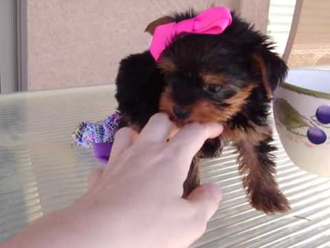 pocket yorkie puppies for sale tiny micro teacup pocket yorkie terrier puppies for sale quot pocket yorkie puppies for sale tiny micro teacup pocket yorkie terrier puppies for sale quot