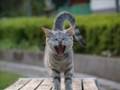 猫のリンナ(アンプラグド）