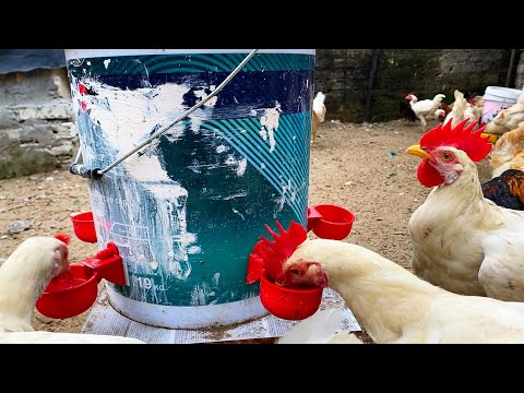 chicken breeding - country life - How to make water troughs for ...