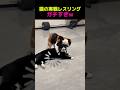 【 猫の実戦レスリング、ガチすぎ。🔥】