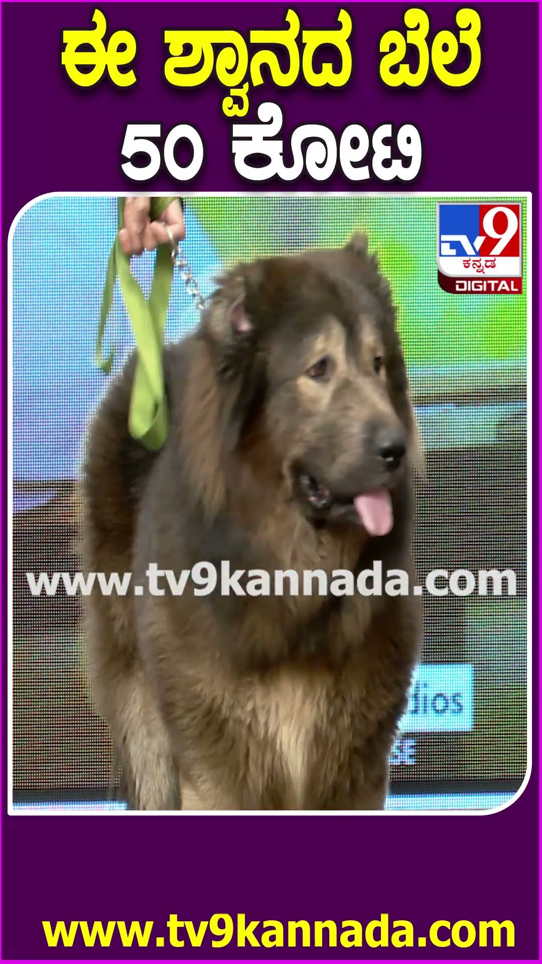 ವಿಷ್ಣುಪ್ರಿಯಾ ಸಿನಿಮಾ ಇವೆಂಟ್​​ಗೆ ಬಂದ 50 ಕೋಟಿ ಶ್ವಾನ ಹೇಗಿದೆ ನೋಡಿ| #TV9D