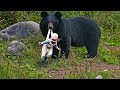 Bear Refuses To Let Baby Go - Ranger Bursts Into Tears When He Discovers Why