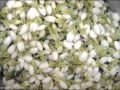 جبران مكحل المكحل سرى والعطر منه جبران مكحل المكحل سرى والعطر منه