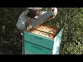 удаляю пчёл из магазинов в ненастье