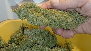 AK 2.0 XL Autoflower final weight 1 plant DWC grow Ganja Farmer medical marijuana