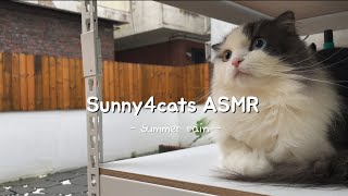 잠 안올때 듣는 리얼 빗소리 ASMR 화이트노이즈 | Rain in backyard white noise | Rain sounds by 써니포캣 sunny4cats 176 views 2 years ago 9 minutes, 2 seconds