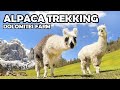 Dolomites farm  alpaca trekking e non solo