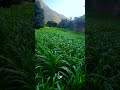 يا تواب تب علينا ريف اليمن ريمة