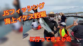 タイ イナダ釣りました 海上釣り堀 Jsフィッシング 城ヶ島 Youtube