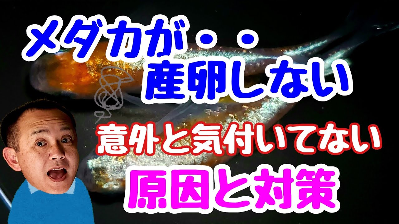メダカが産卵しない意外と気付いてない　原因と対策
