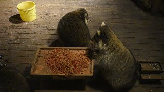 Raccoons at their own picnic table