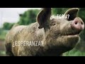 Día Mundial de los Animales: ¿Crees que estoy pensando?