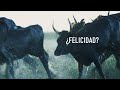 Día Mundial de los Animales: ¿Crees que estoy pensando?