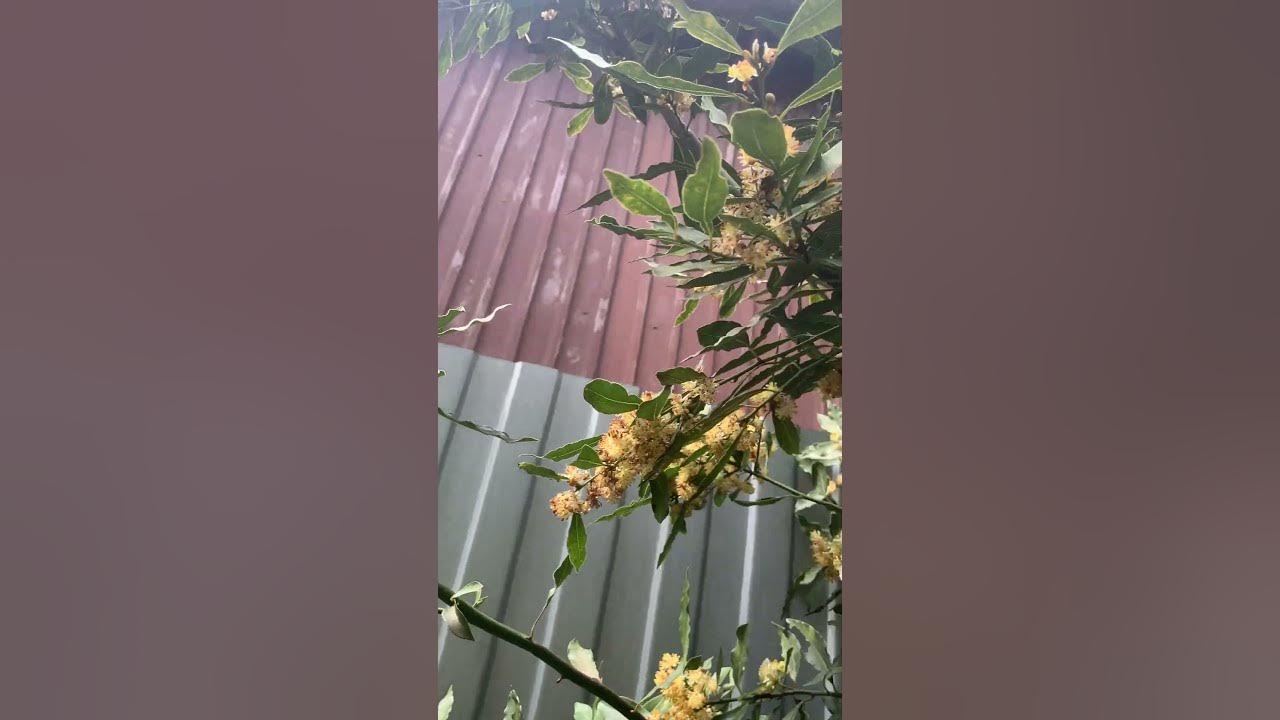 Цветение лаврового дерева #всочиумаши - YouTube