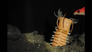 Exploring The Bobbit Worm Eunice Aphroditois