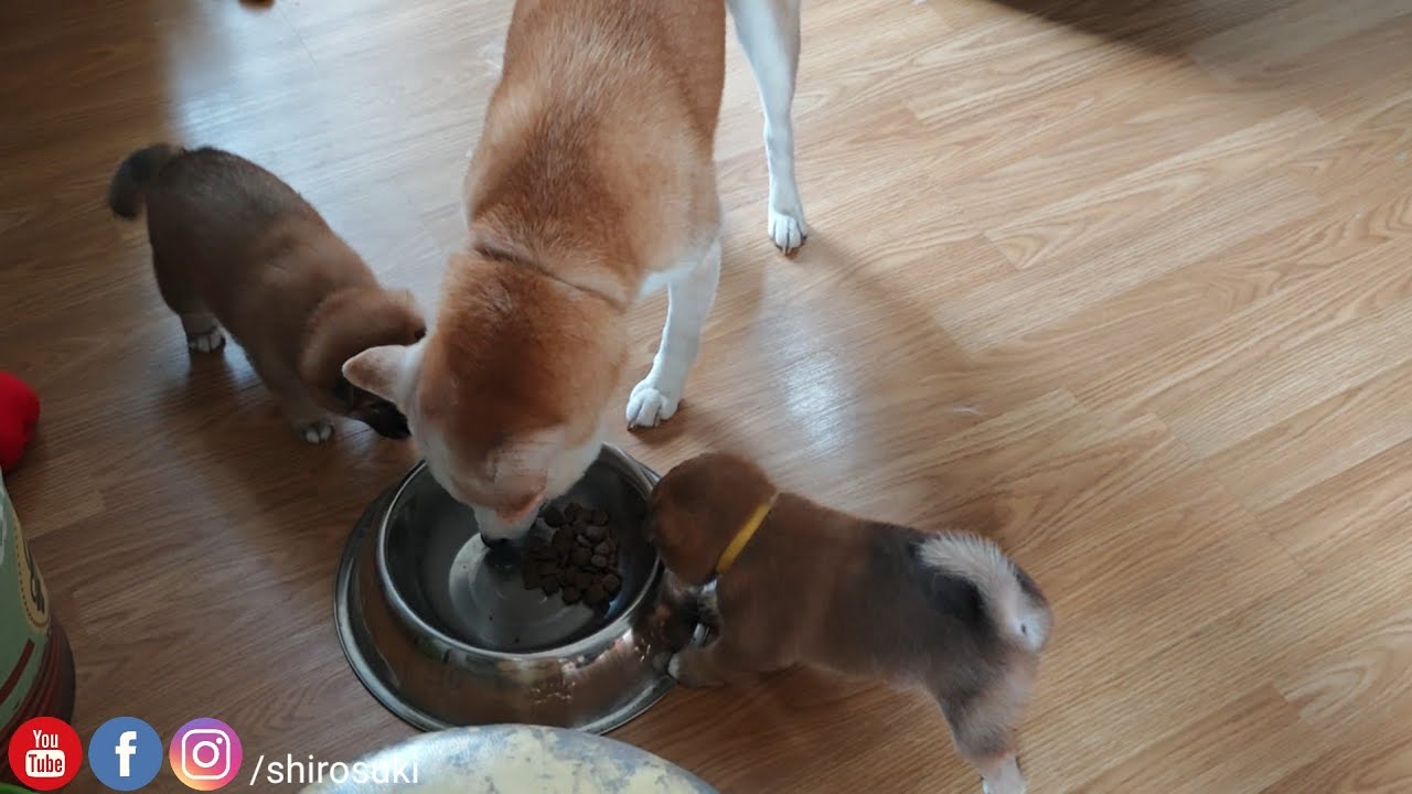 Suki's having her breakfast with company 
