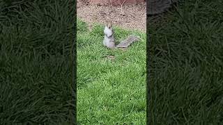 Squirrel Walking Like an Egyptian #squirrelshorts