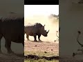 Top 3 animals that can defeat the King of the Jungle the lion.  #supercat  #amazinganimals
