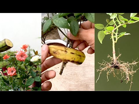 Video Giâm Cành Hoa Hồng Theo Cách Này Cây Sẽ Có Nhiều Rễ... - youtube