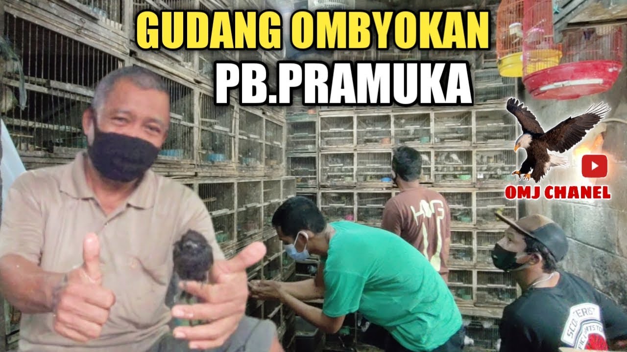 Harga burung lolohan srigunting hitam,lolohan kekep babi,kios Haji Suwarno PB.pramuka