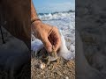 The tiniest beach treasure! 🐚🤏 #Shorts