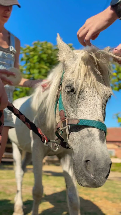 #shorts Slavkov novi život  🦄 #horse #horserescue #beforeandafter