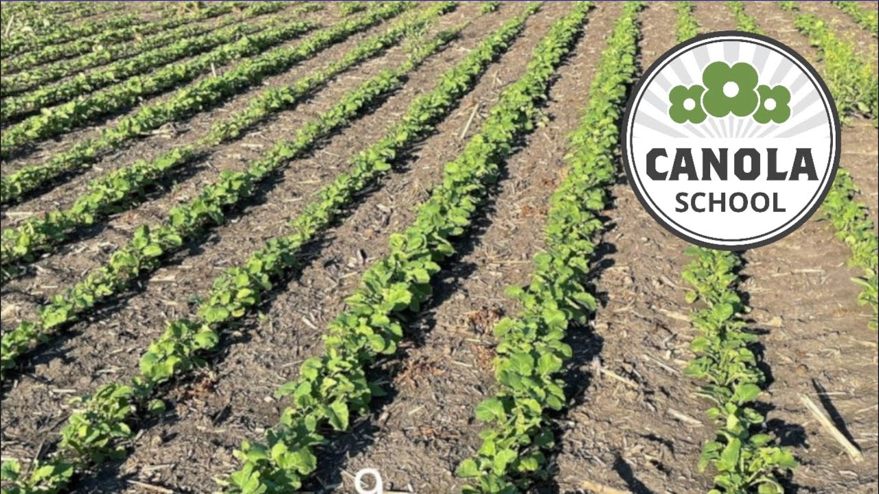 Canola School: Comparing the results of different planter setups and settings