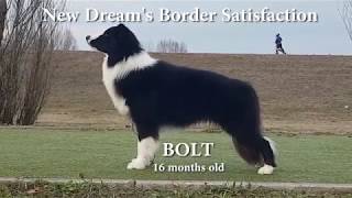 New Dream's Border Satisfaction 'BOLT' | Border Collie- Tricks, Agility, Obedience, Show by Ellany Ipša - Border Collie Hyper Paw kennel 6,528 views 5 years ago 4 minutes, 3 seconds