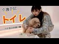 【老犬・シニア犬】おむつが合わなくなった保護犬トイプードルのトイレ問題と今の工夫