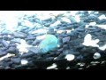 サンゴハゼ