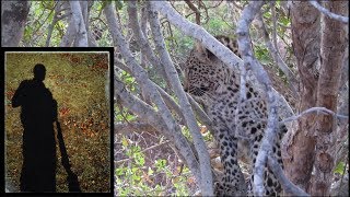 Leopard Cub Viewing Hyena