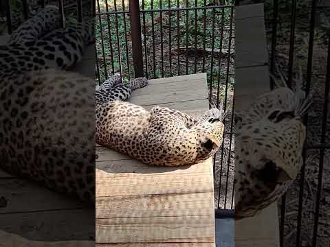 Леопард Леопольд #забавныеживотные #сафарипарк #funnyanimals #леопард #wildanimals #shorts #leopard