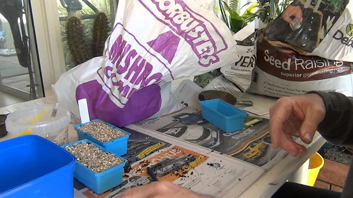 How to grow lettuce from seeds part1 of 3