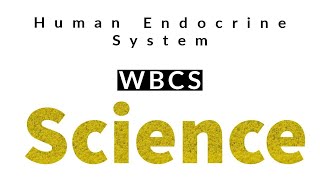 Endocrine System in Human - WBCS Biology - Knowledge Academy