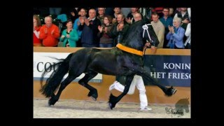 Norbert 444 Sport  Signature Friesians