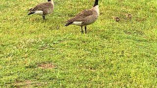 canada geese family with two little babies