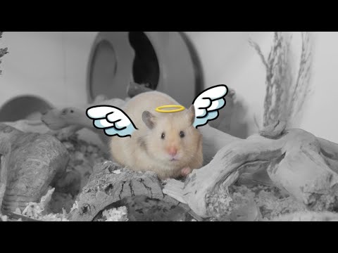 Video: Kan hamsters in houthokke woon?