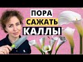 КАЛЛЫ посадка и уход.