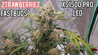ZTRAWBERRIEZ AUTOFLOWER READY TO HARVEST, FASTBUDS, VIPARSPECTRA XS1500 PRO LED